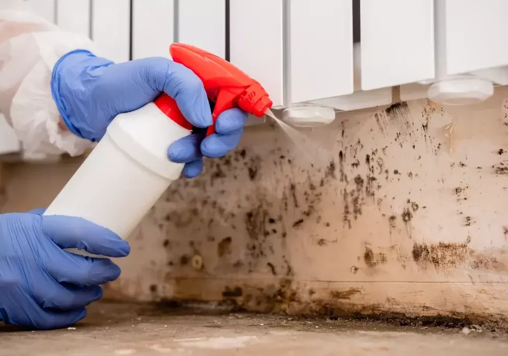 Eco-conscious cleaning spray used to eliminate mould from under a school radiator.